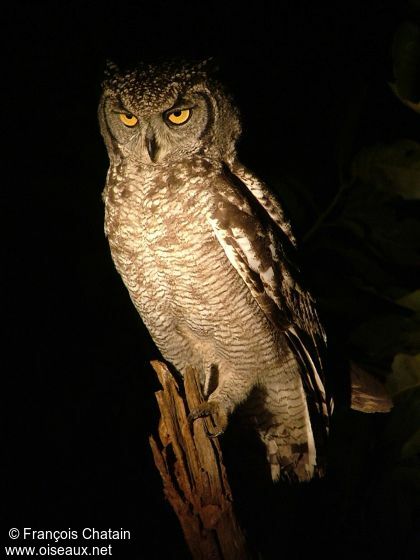 Spotted Eagle-Owl