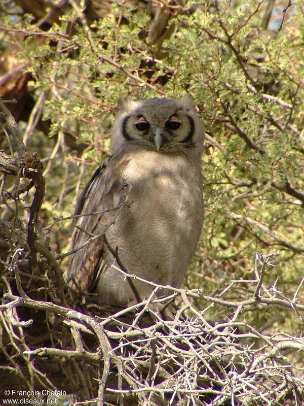 Verreaux's Eagle-Owl