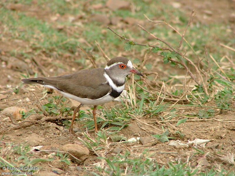 Three-banded Plover