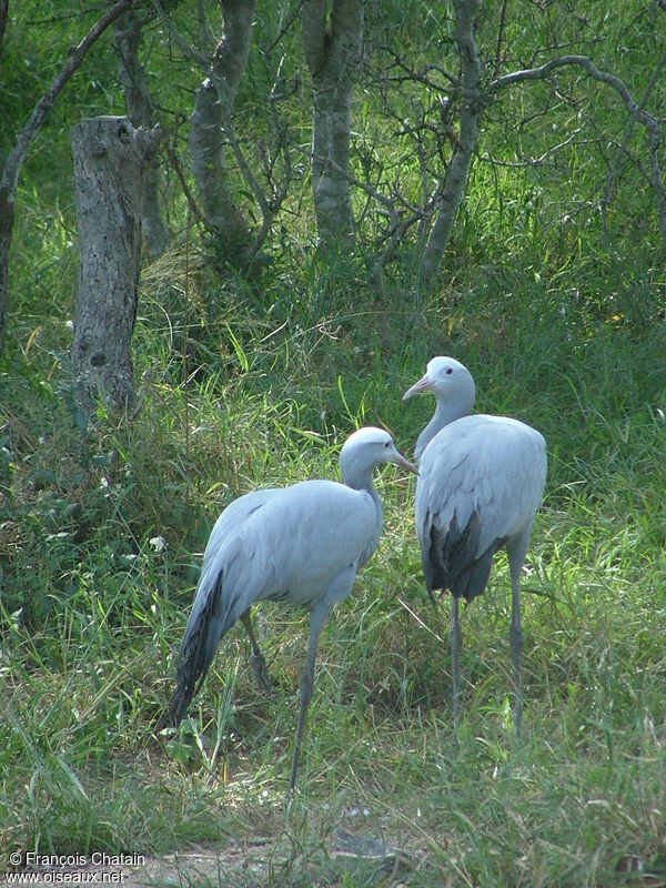 Blue Crane