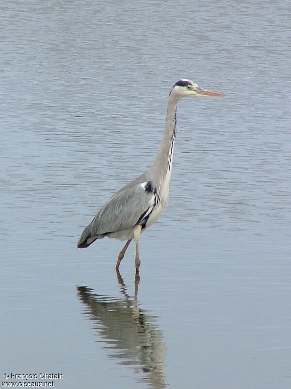 Grey Heron