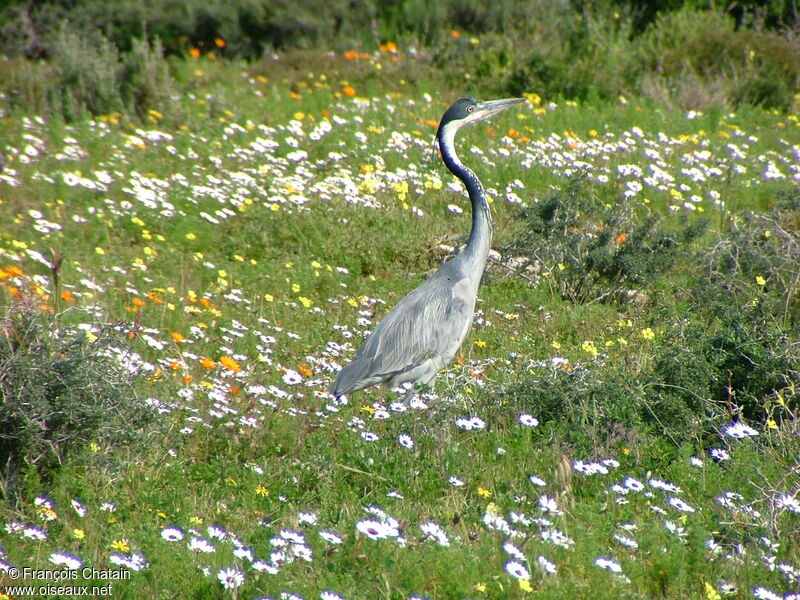 Black-headed Heron