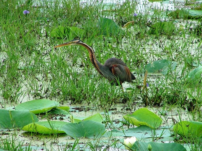 Purple Heron