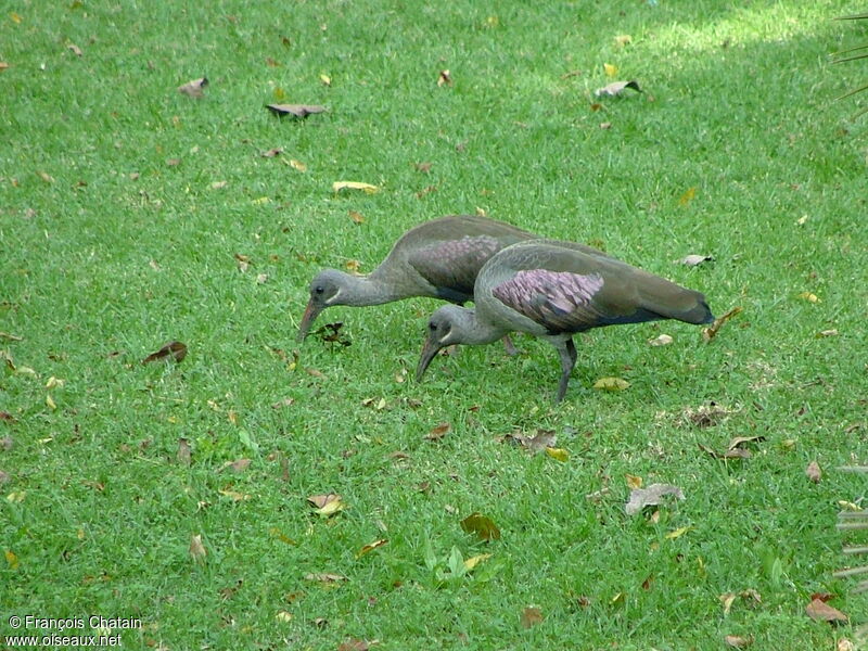 Hadada Ibis