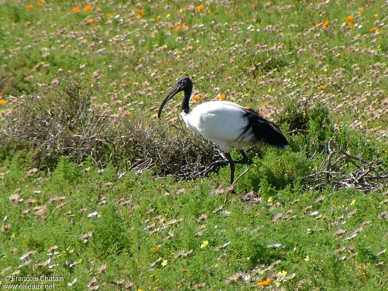 African Sacred Ibis