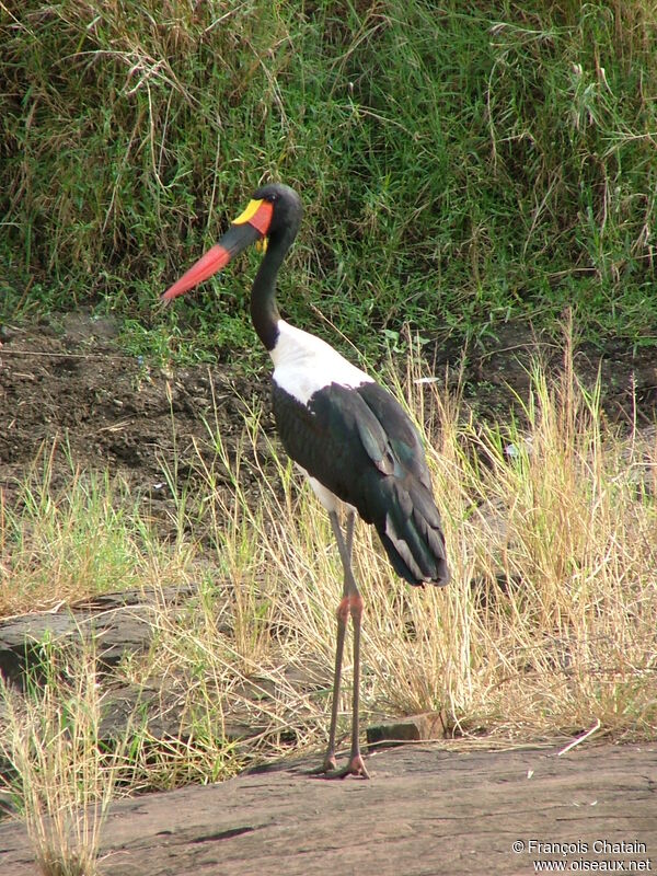 Jabiru d'Afrique