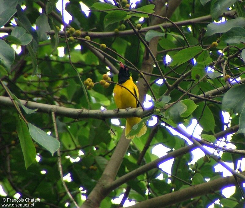 Black-hooded Oriole