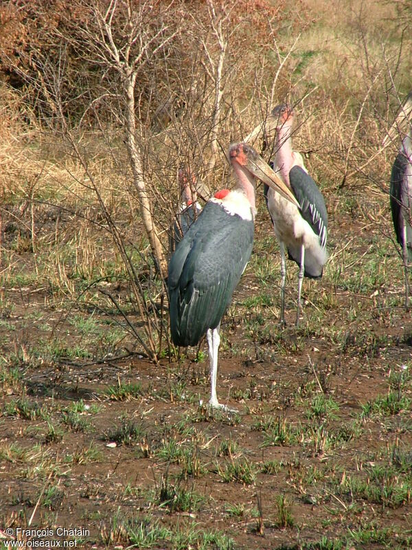 Marabou Stork