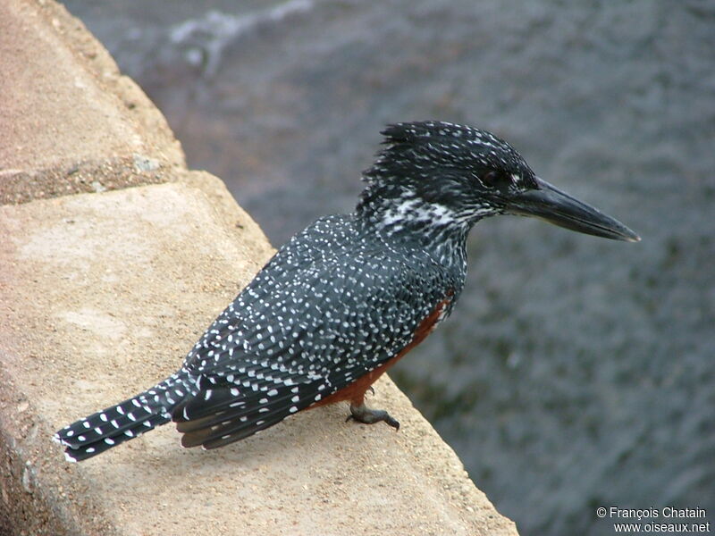 Giant Kingfisher