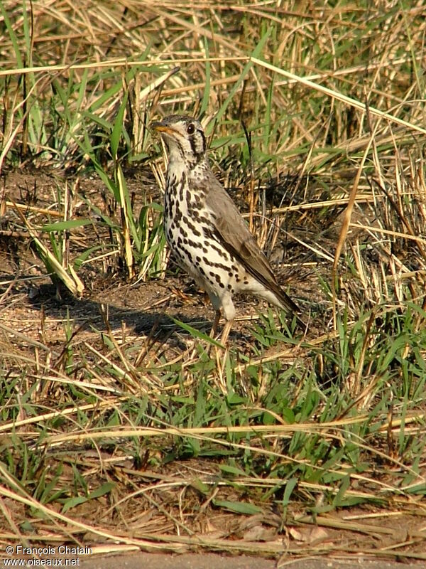 Groundscraper Thrush