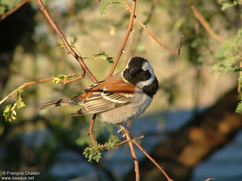 Cape Sparrow