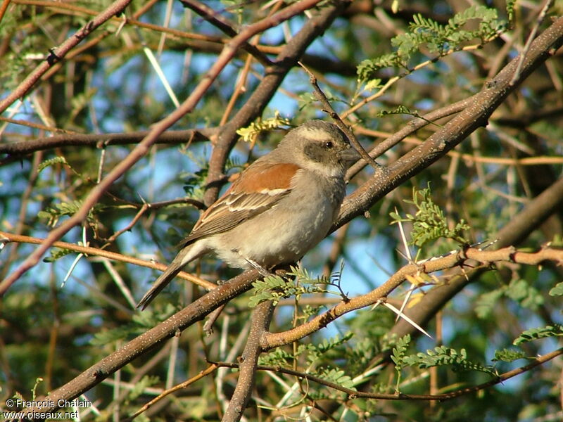 Cape Sparrow