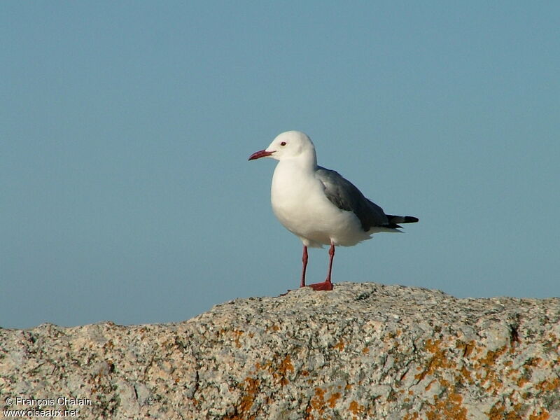 Mouette de Hartlaub