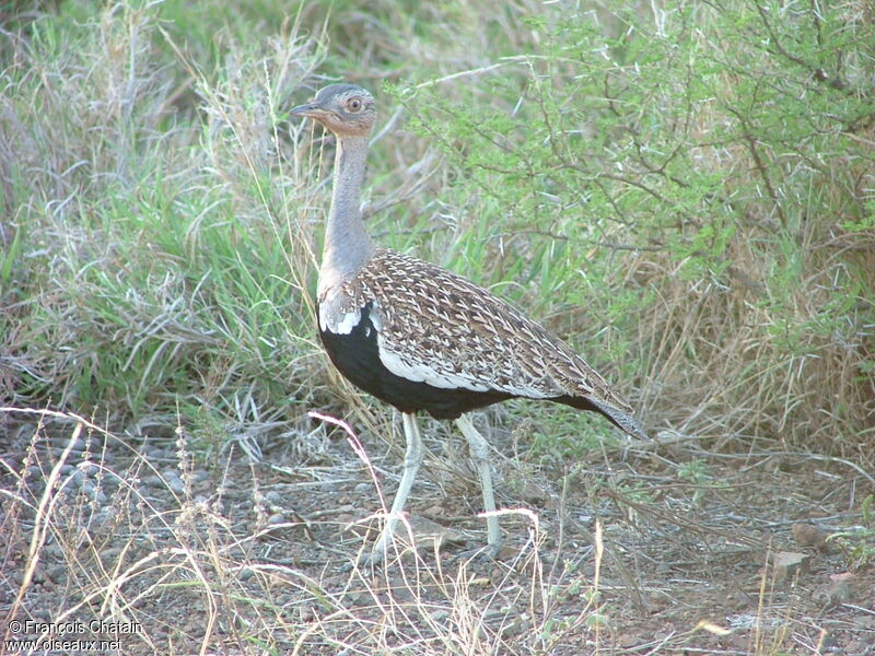 Red-crested Korhaan