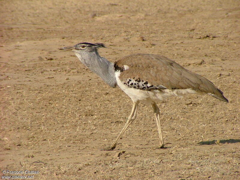 Kori Bustard