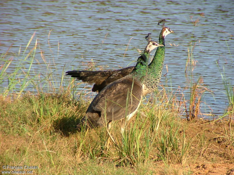 Indian Peafowl