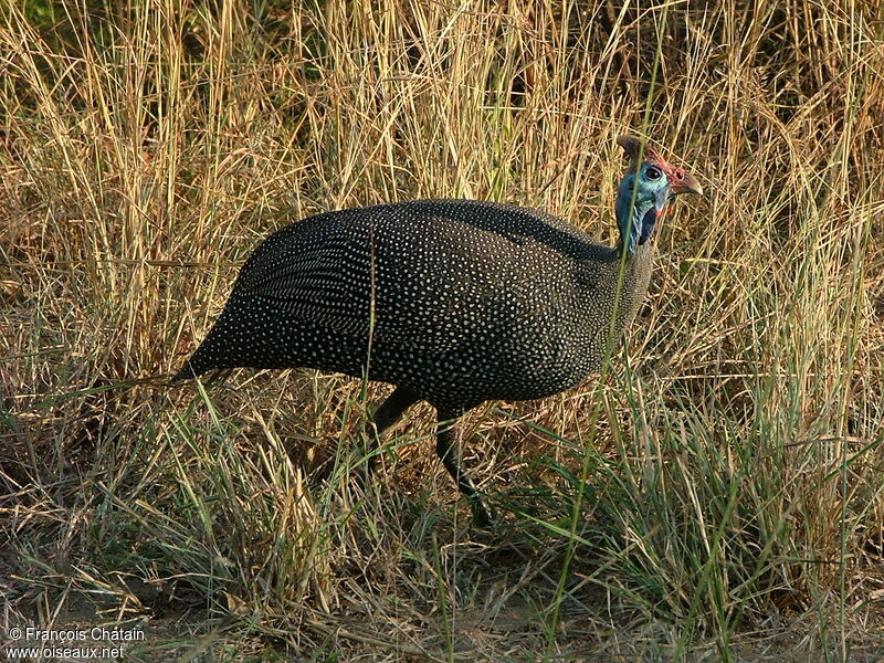 Helmeted Guineafowl