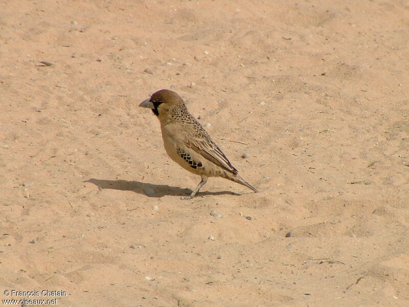 Sociable Weaver