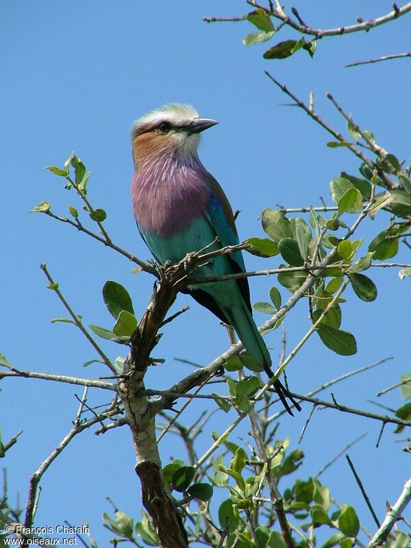 Lilac-breasted Roller