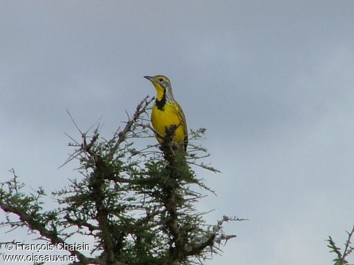 Sentinelle à gorge jaune