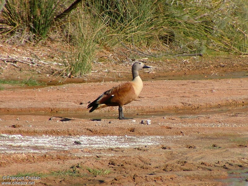 Tadorne à tête grise