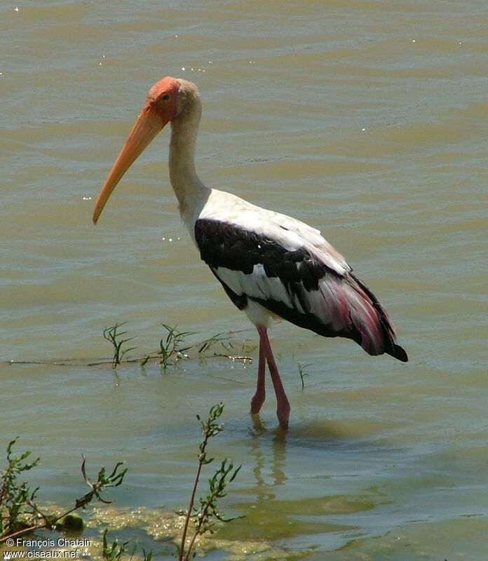 Painted Stork