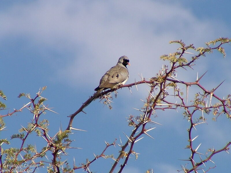 Namaqua Dove