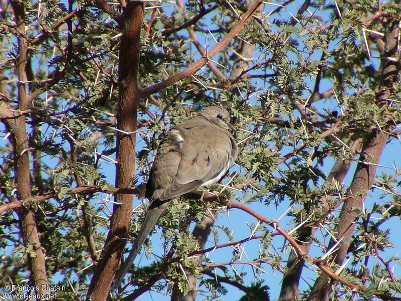 Namaqua Dove