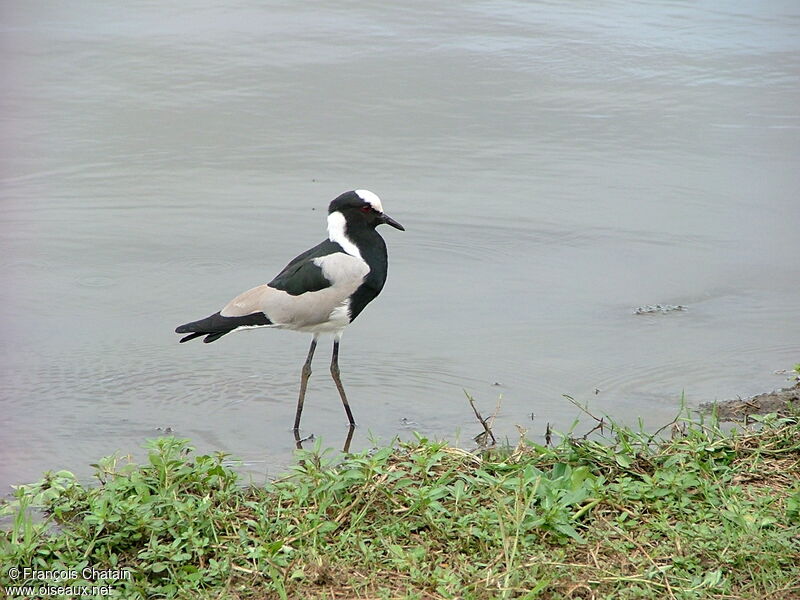 Blacksmith Lapwing