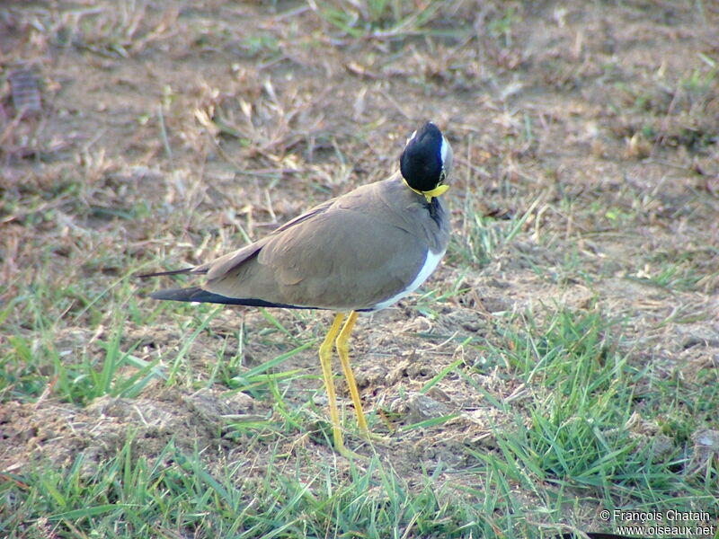 Yellow-wattled Lapwing