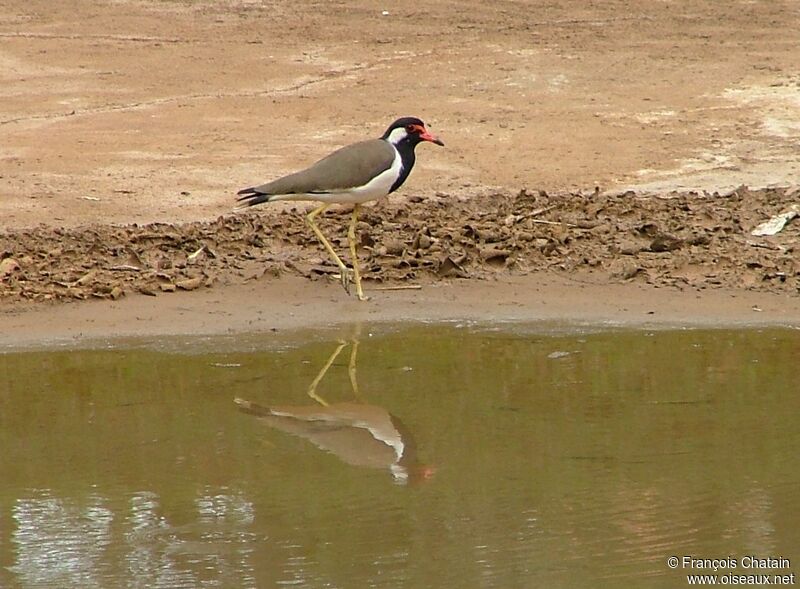 Red-wattled Lapwing