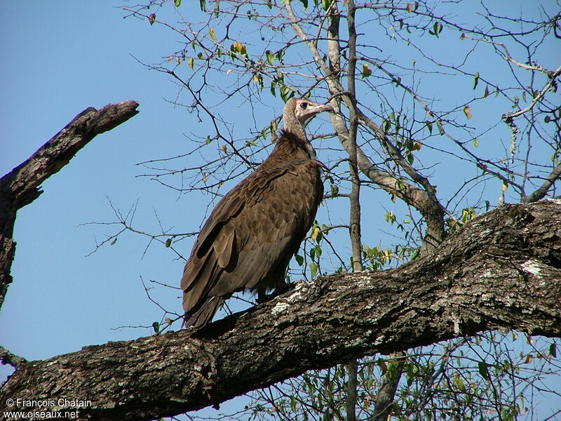 Hooded Vulture