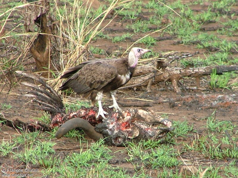 Vautour charognard