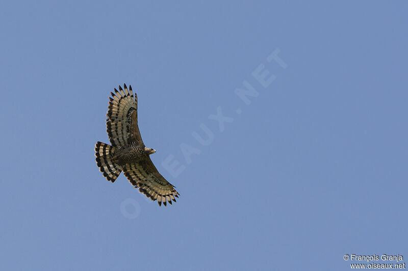 Aigle couronnéadulte