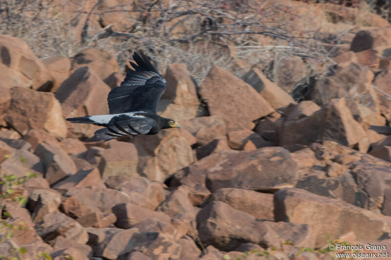 Verreaux's Eagle