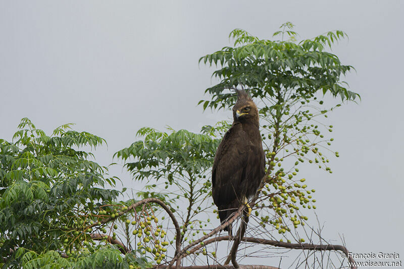 Long-crested Eagleadult