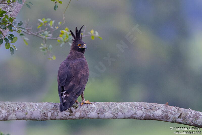 Long-crested Eagleadult