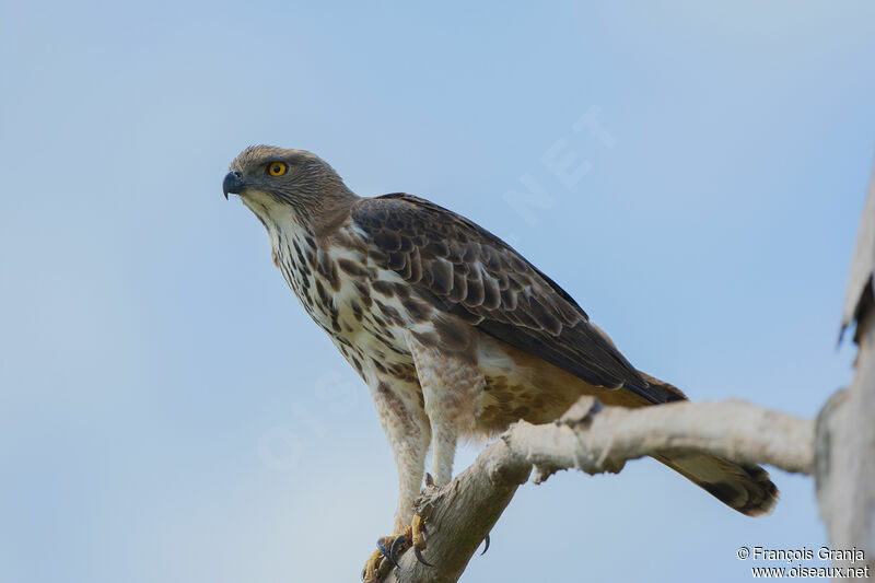 Changeable Hawk-Eagle