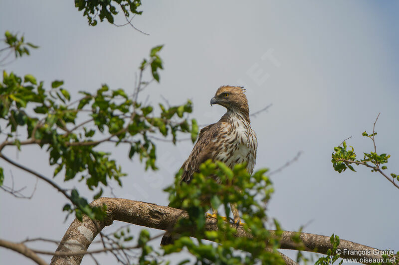 Aigle huppé