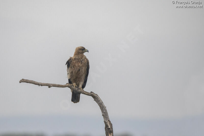 Aigle ibérique