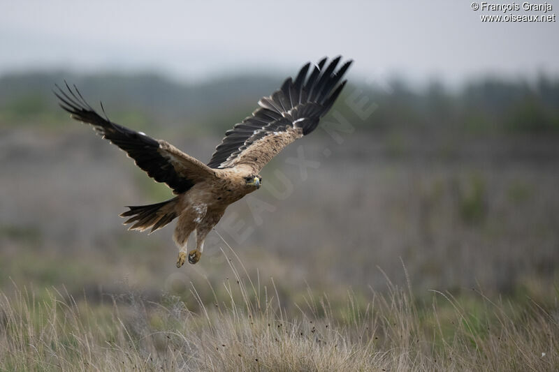 Aigle ibérique