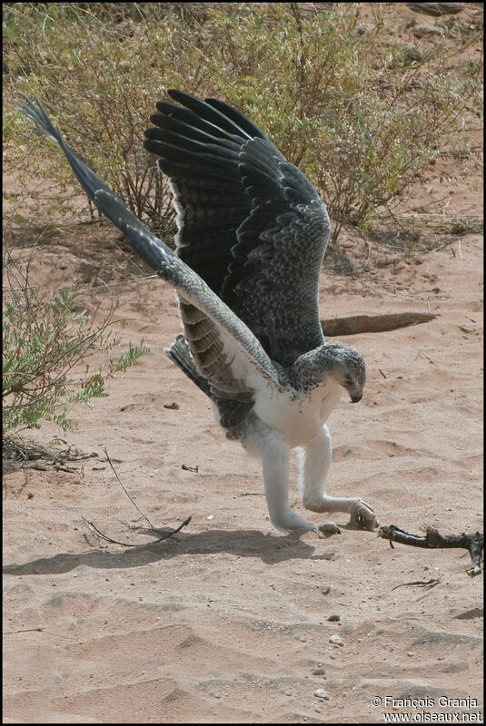 Aigle martialimmature