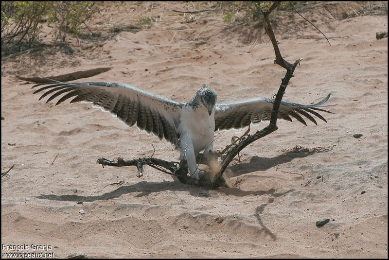 Martial Eagleimmature, fishing/hunting