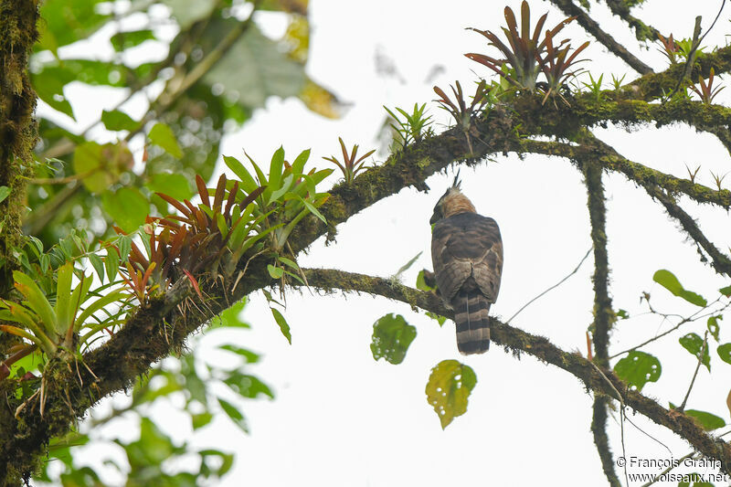 Ornate Hawk-Eagle