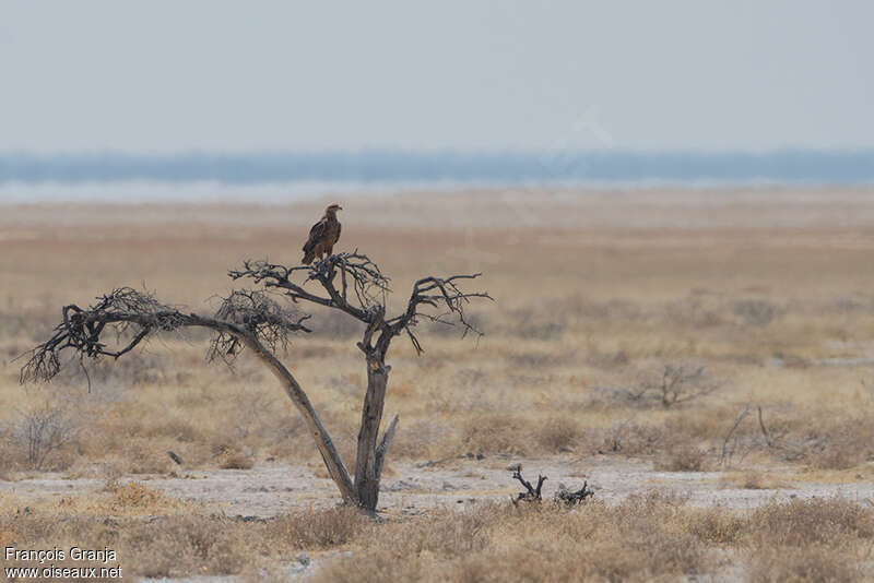 Aigle ravisseur, habitat, Comportement