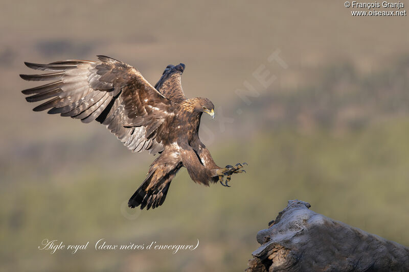 Golden Eagle