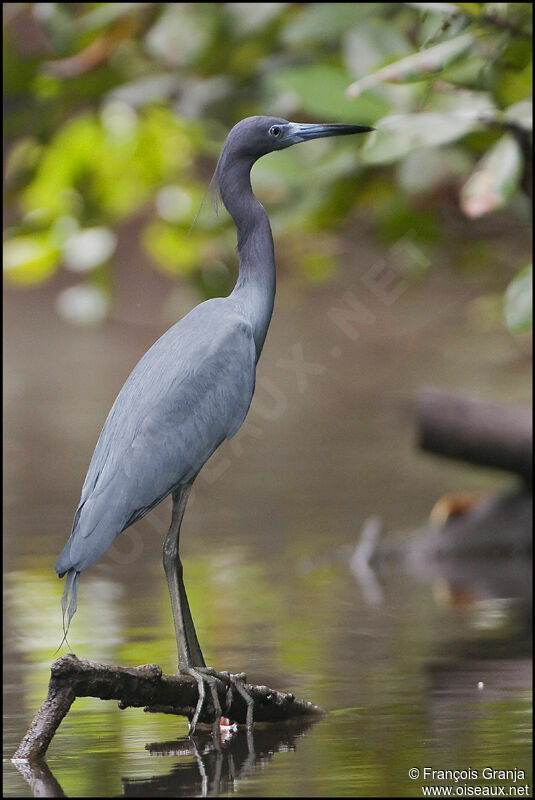 Aigrette bleueadulte