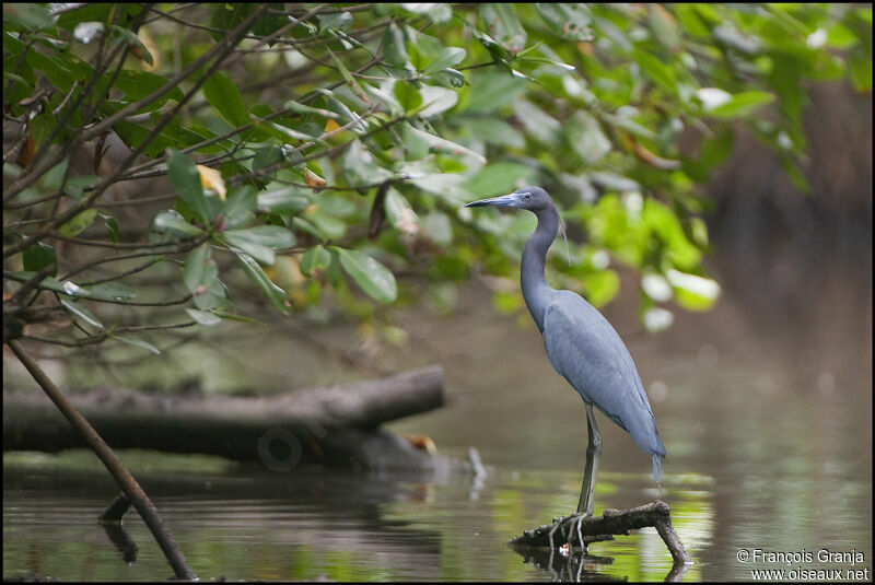 Aigrette bleueadulte