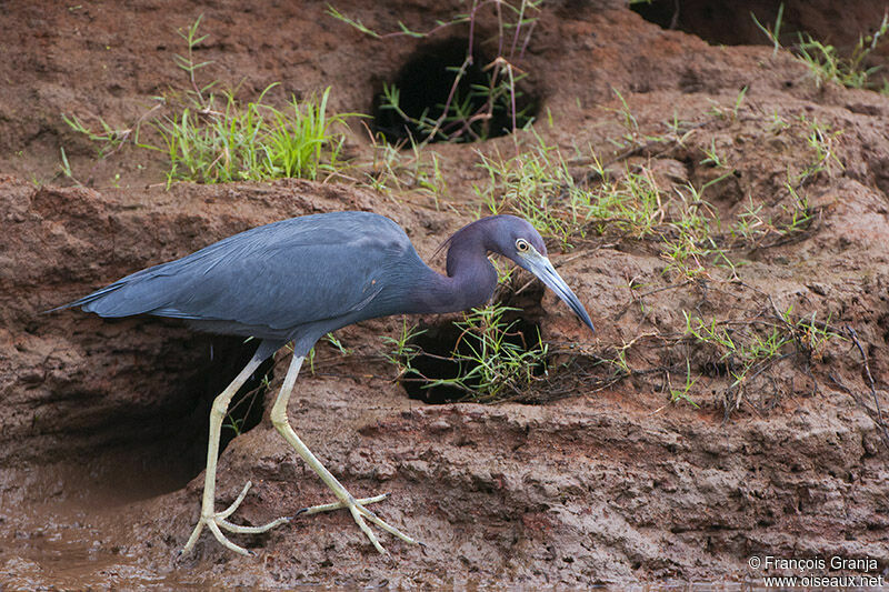 Little Blue Heronadult