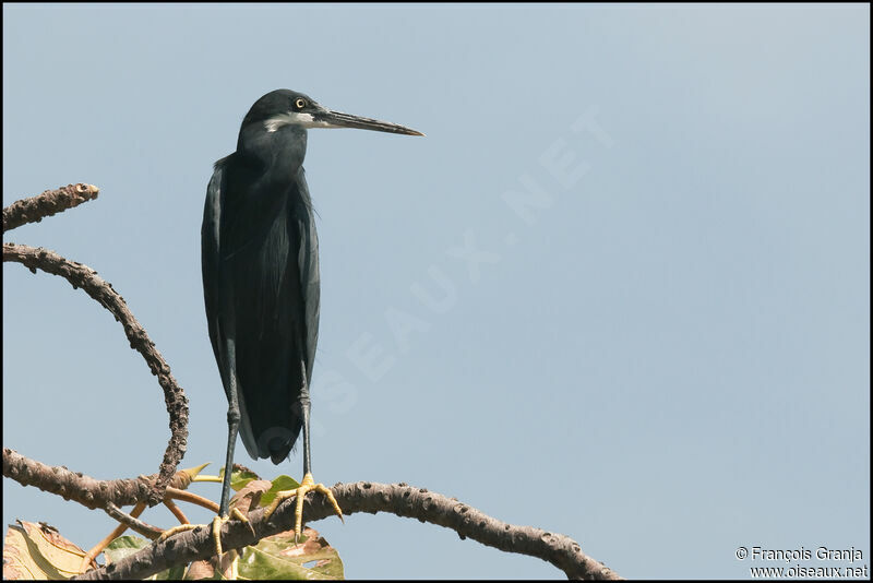 Aigrette des récifs